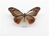 藏品(斑鳳蝶)的圖片